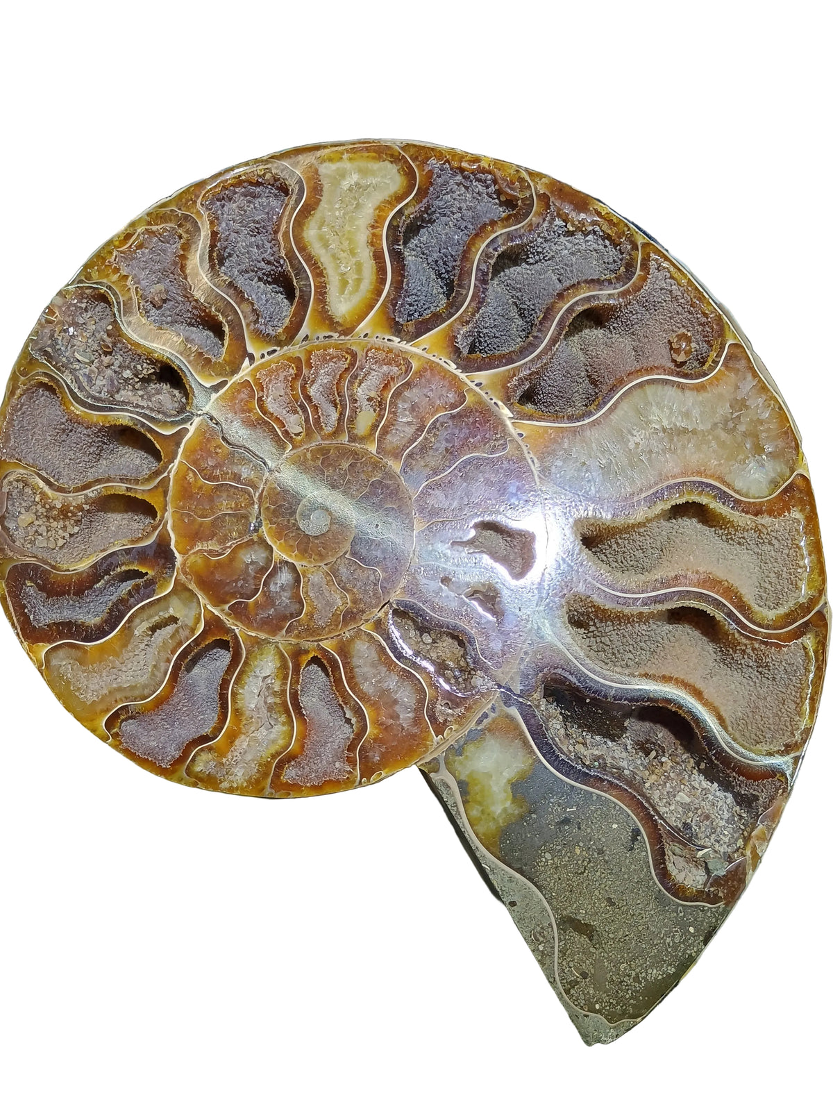 Polished Ammonite