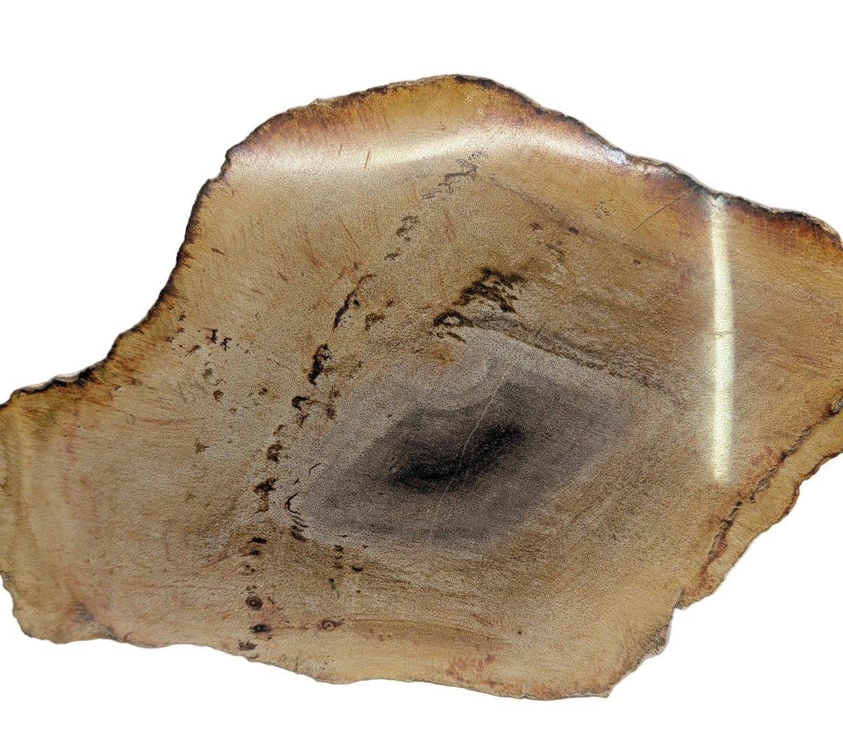 Petrified Wood Slab