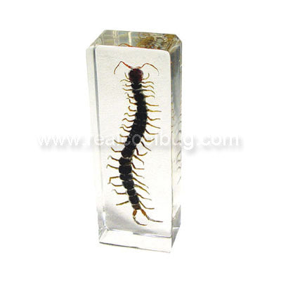 Centipede Paperweight — Pigeon Forge Gem Mine