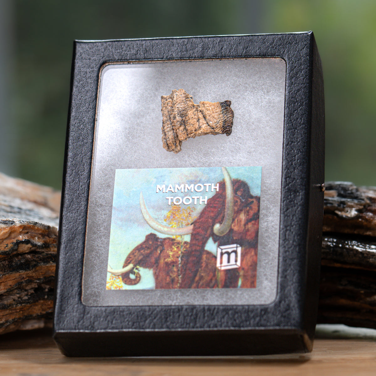 MAMMOTH TOOTH IN CASE — Pigeon Forge Gem Mine