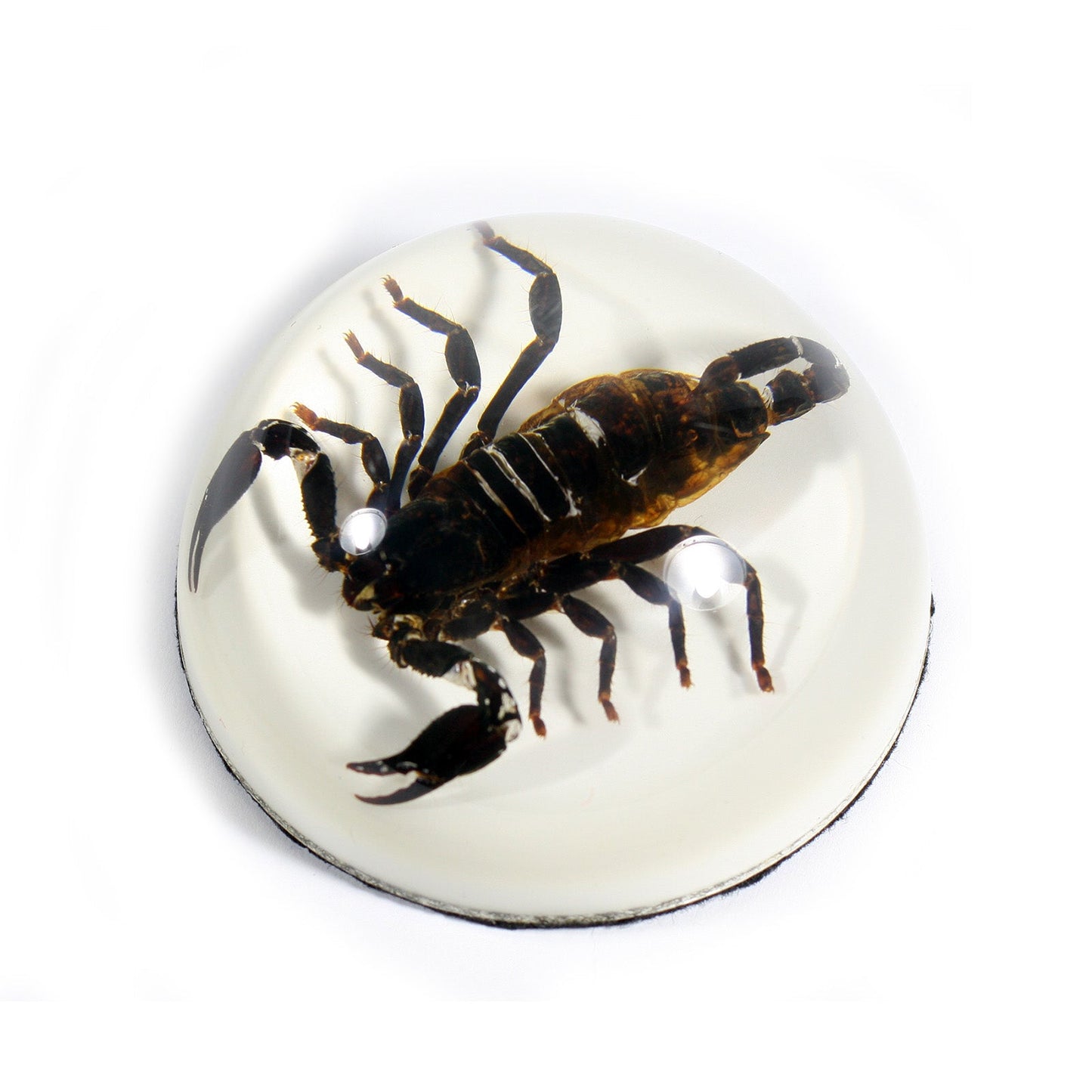 Scorpion Paperweight — Pigeon Forge Gem Mine