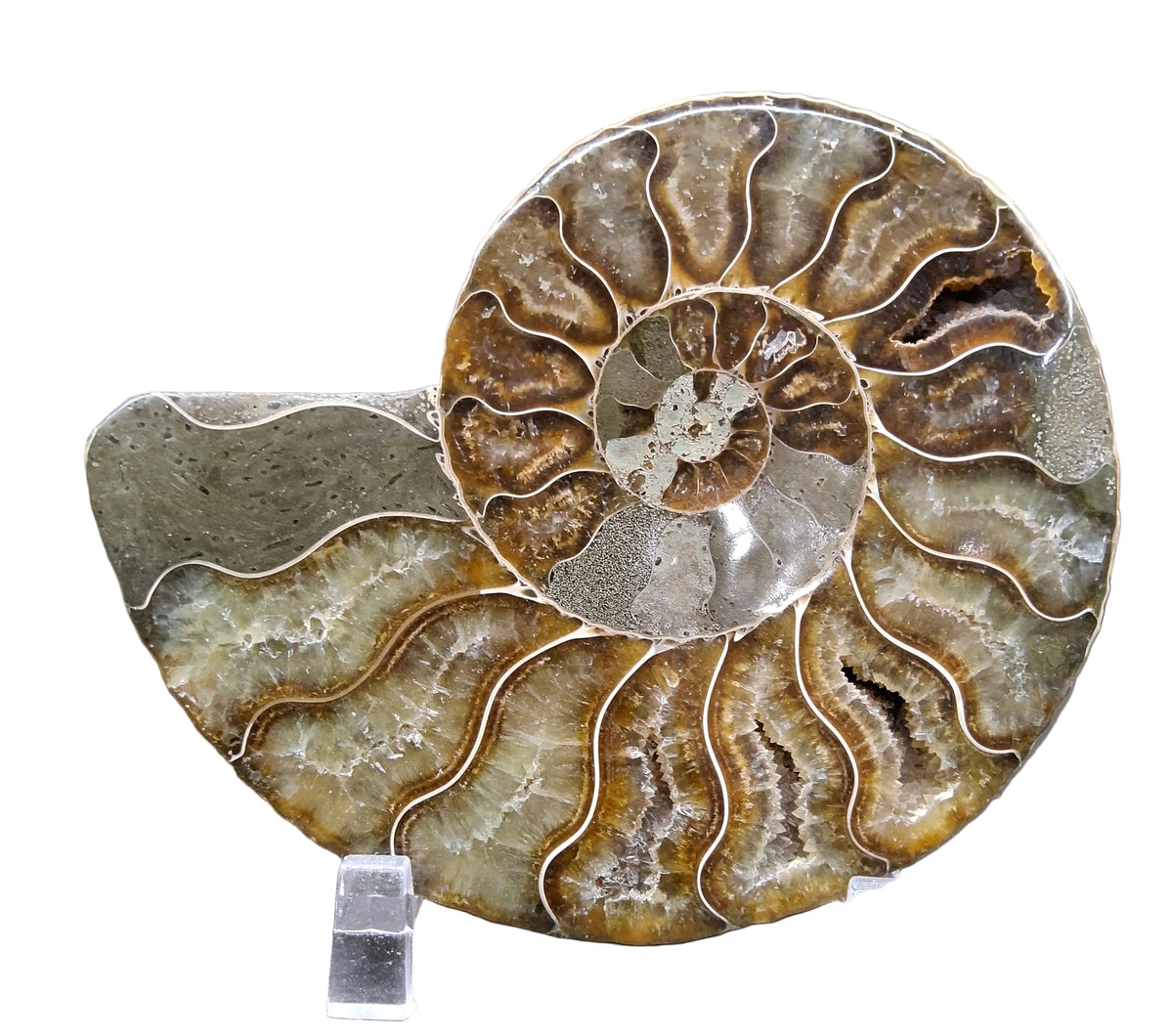 Ammonite Slice
