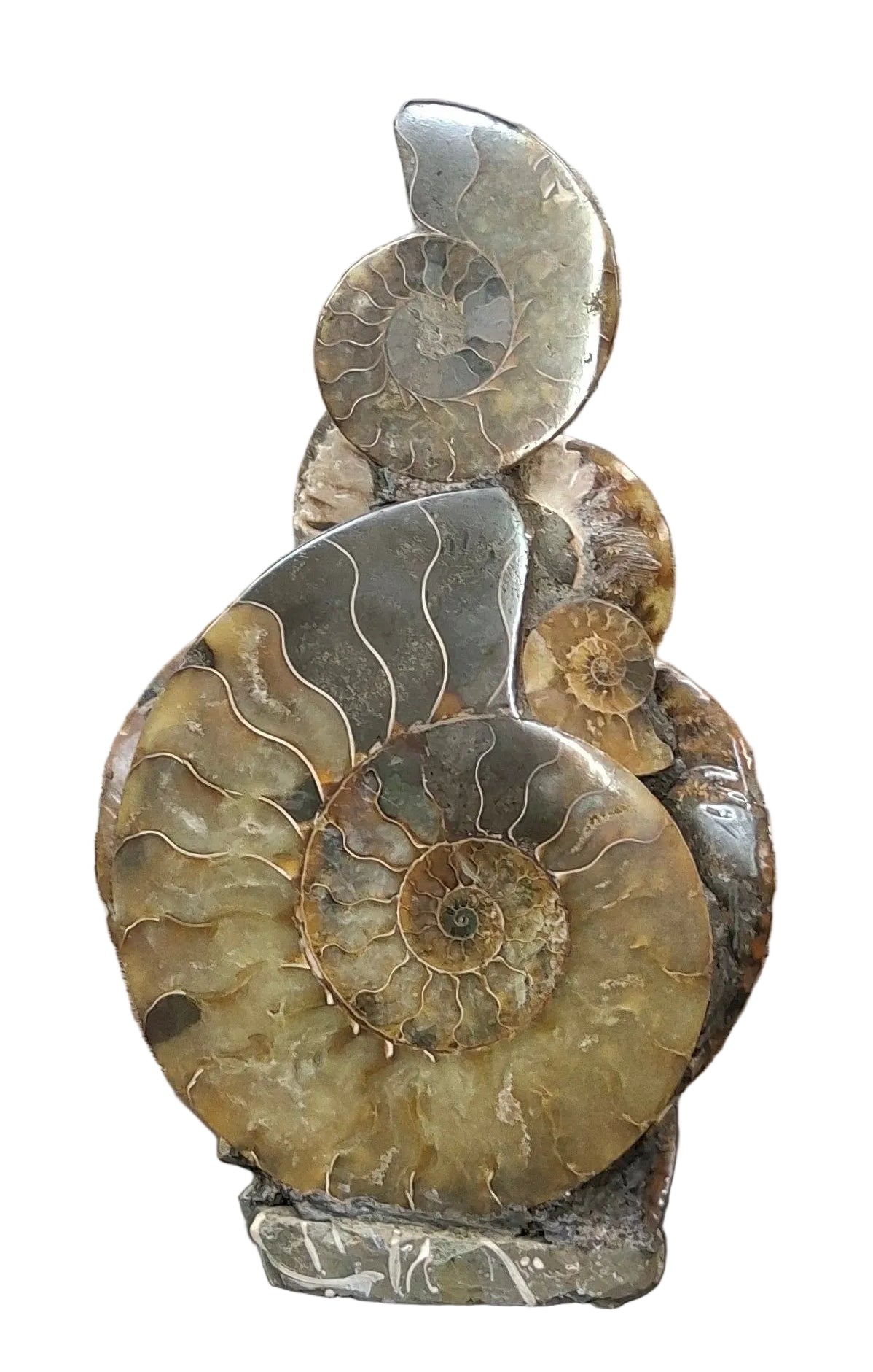 Medium Ammonite Cluster Stand