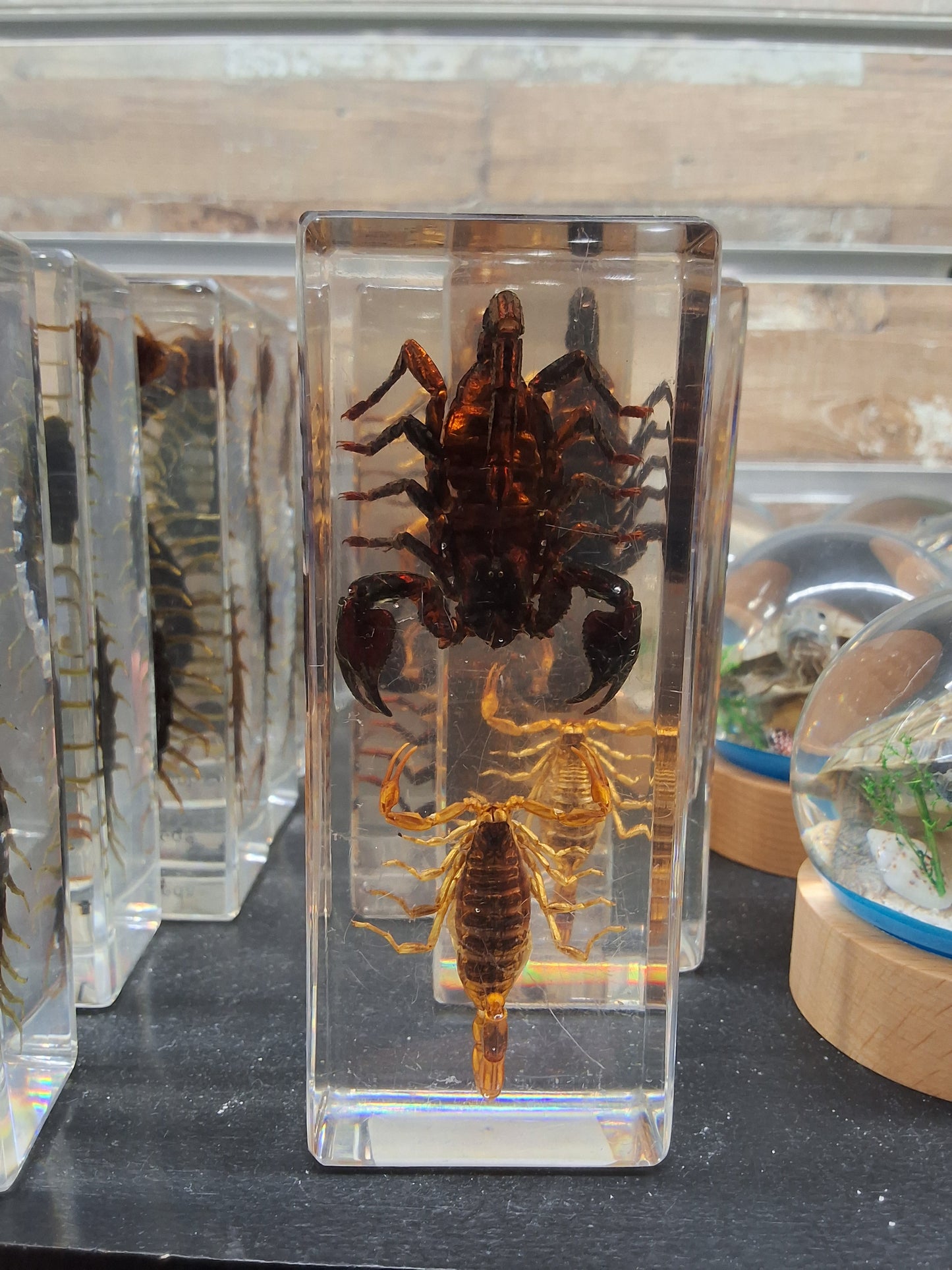 DOUBLE SCORPION