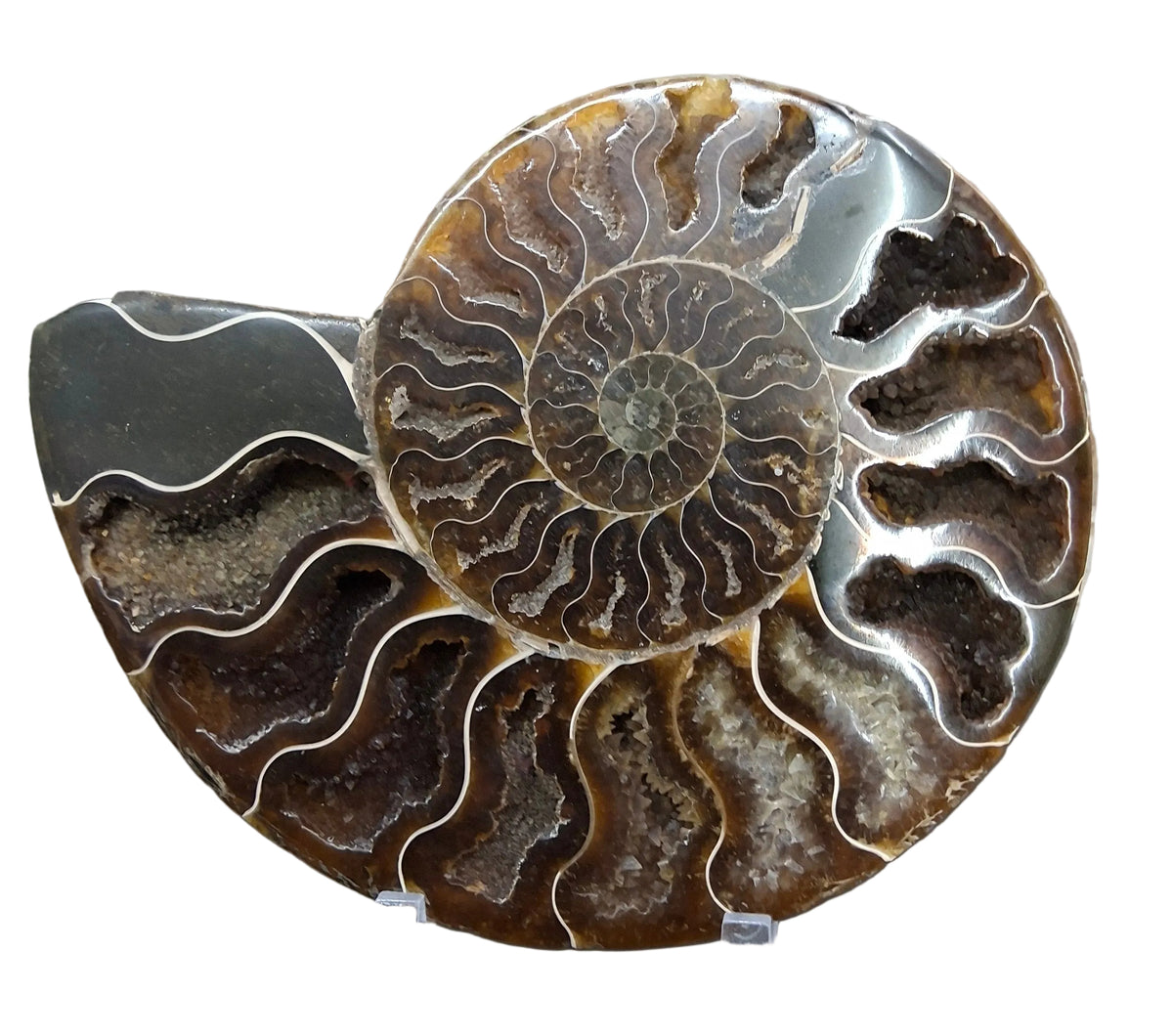 Ammonite Slice