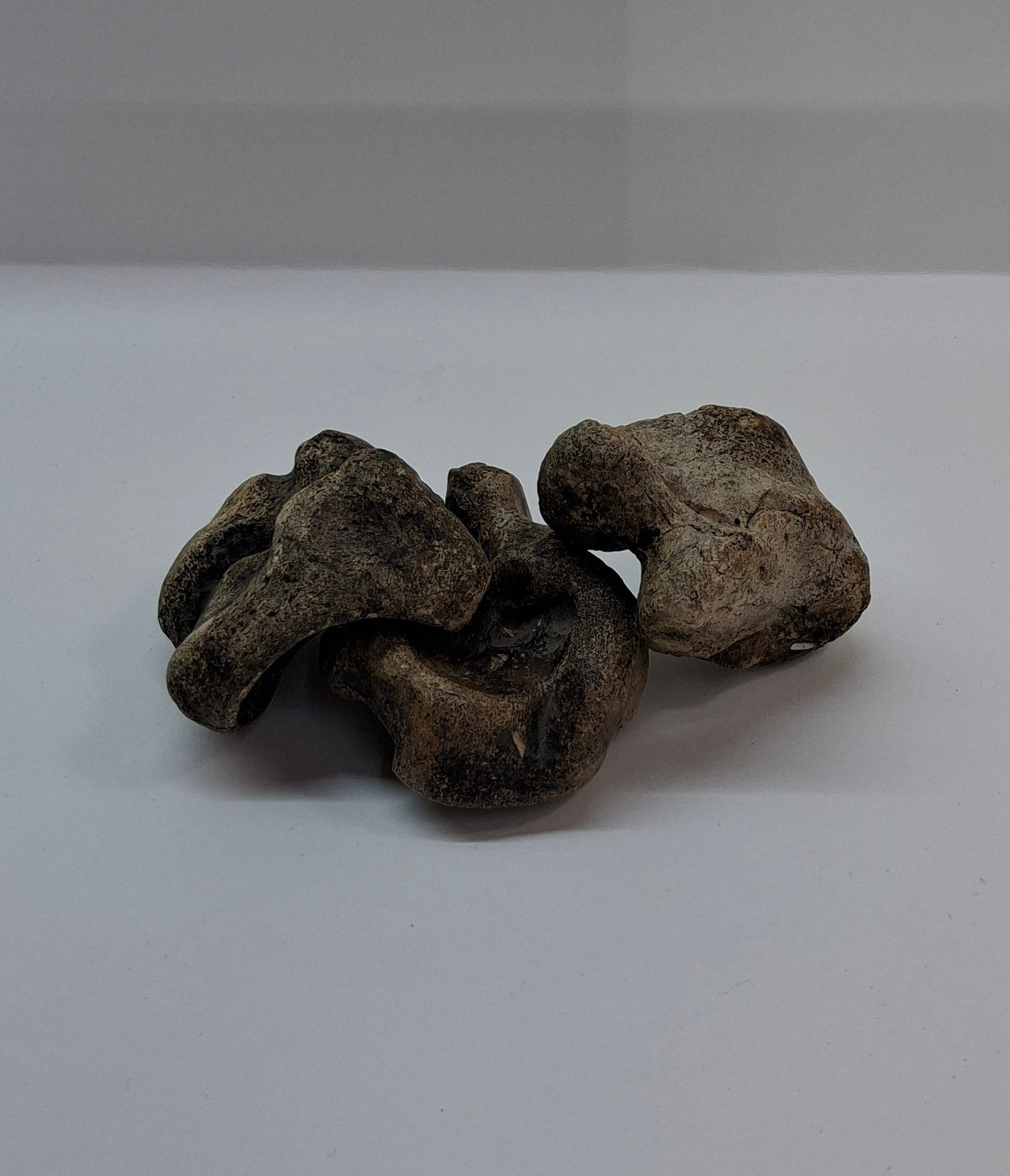 Bison Bone