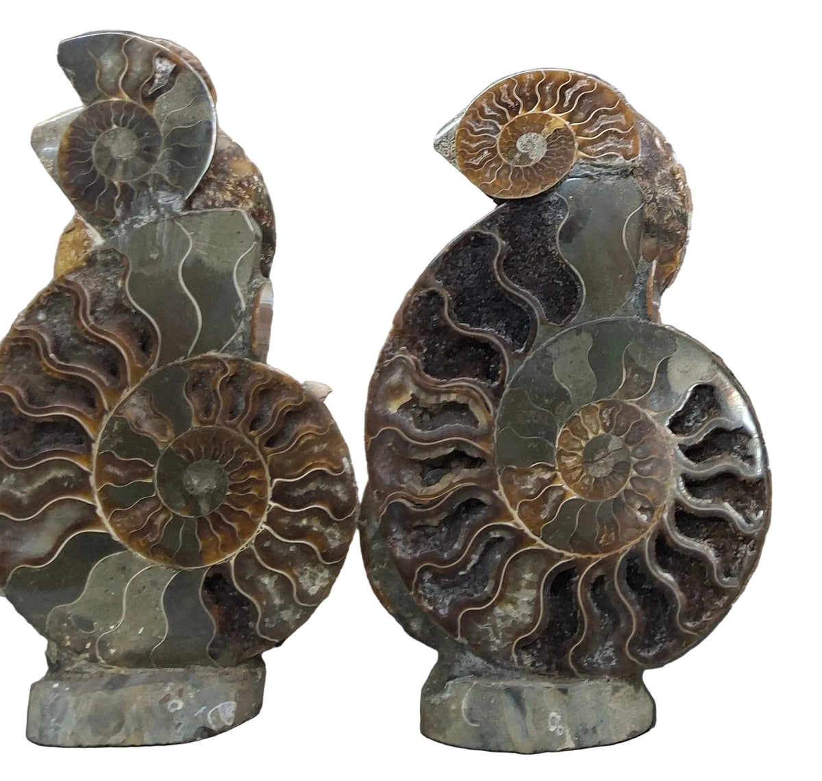 Large Ammonite Cluster Stand