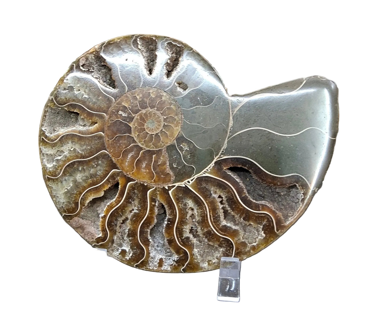Ammonite Slice