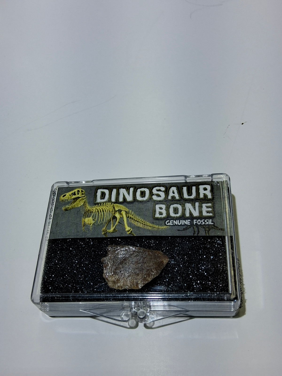 DINO BONE