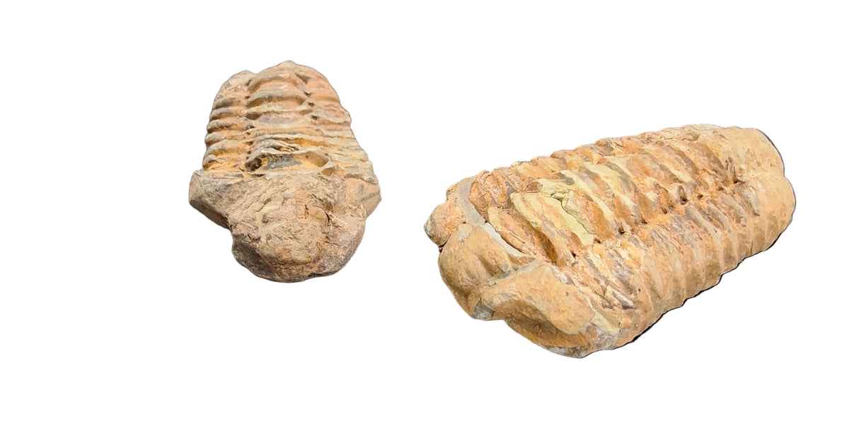 Trilobite
