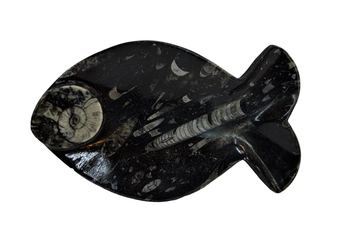 AMMONITE FISH DISH