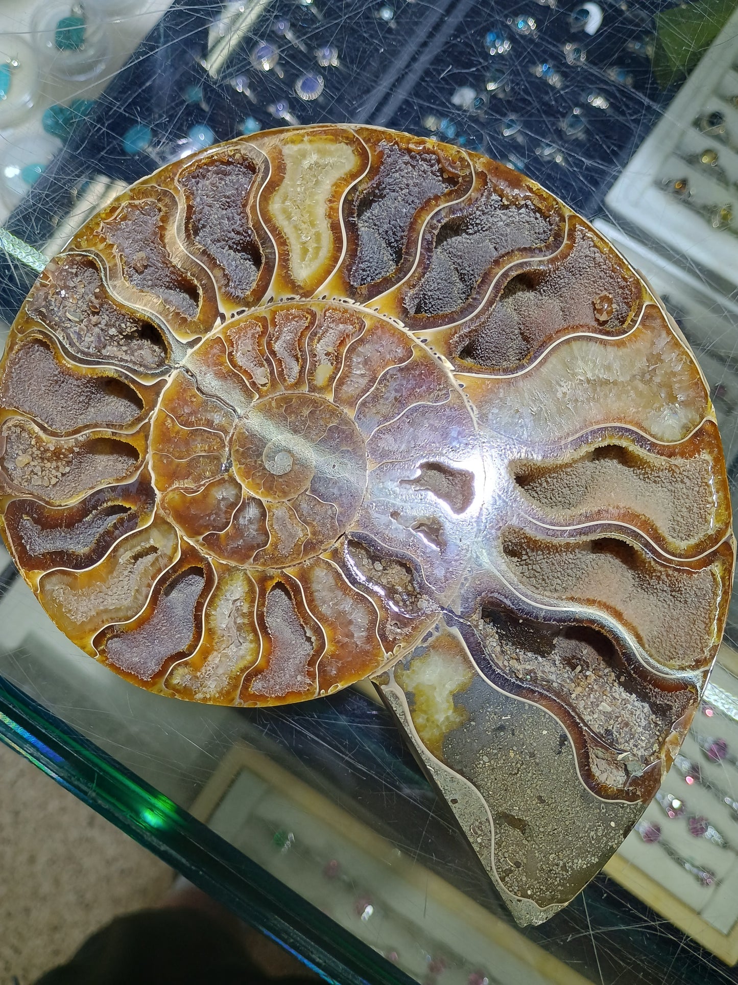 Polished Ammonite