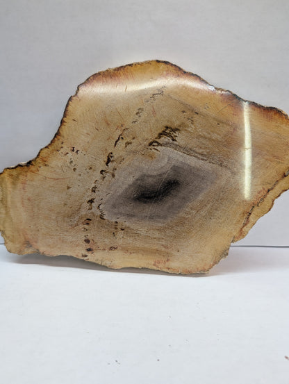 Petrified Wood Slab