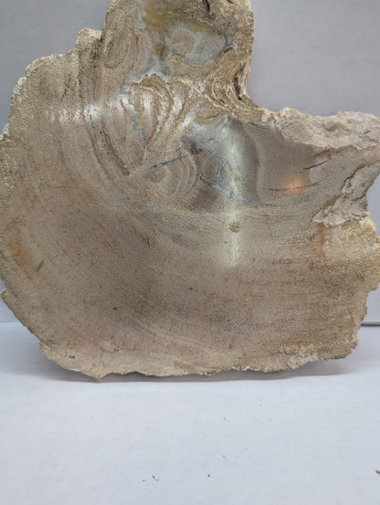Petrified Wood Slab