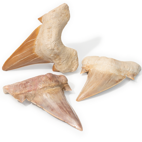 LARGE SHARK TOOTH — Pigeon Forge Gem Mine
