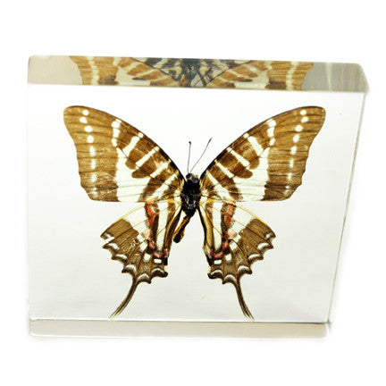 Butterfly Decor — Pigeon Forge Gem Mine