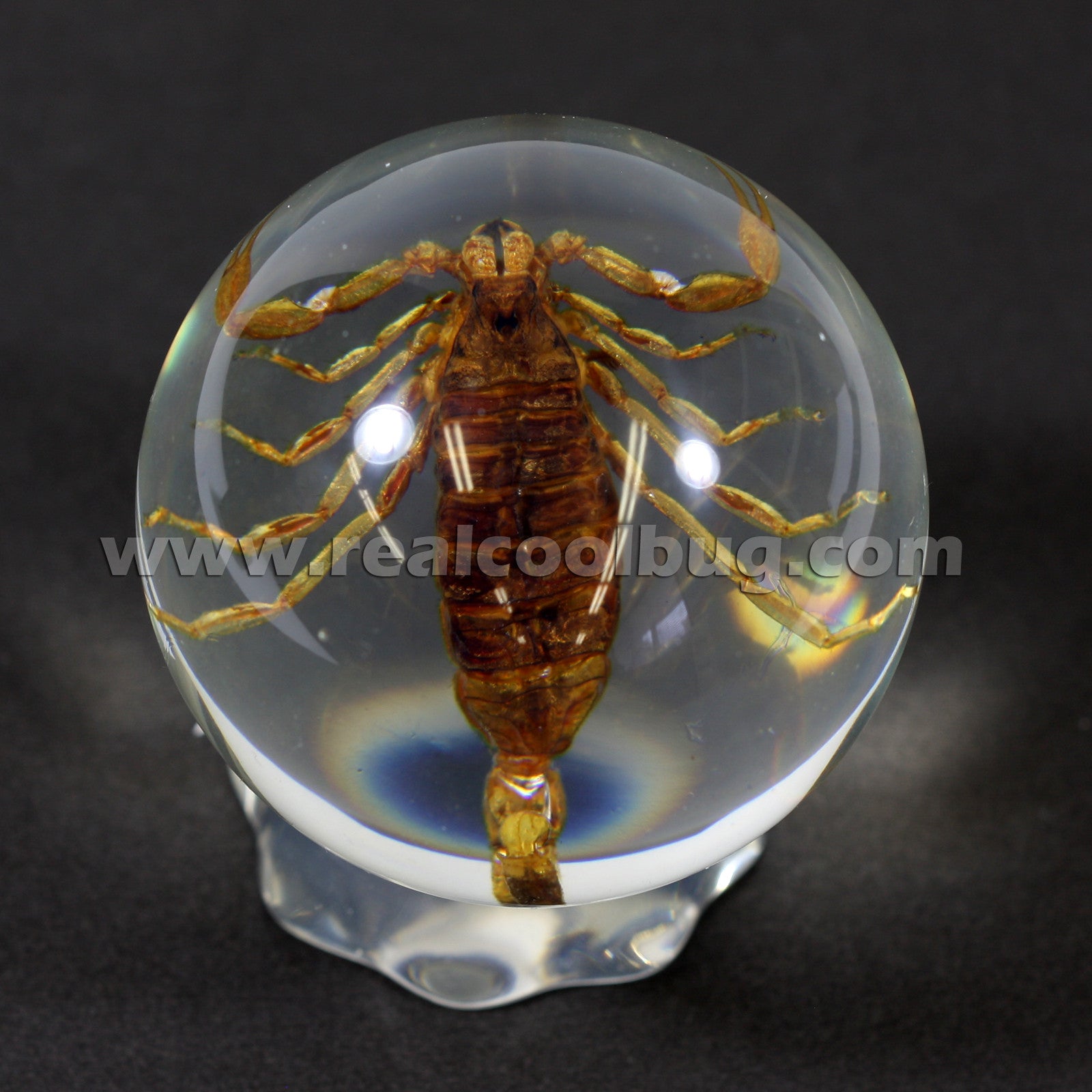 Scorpion Globe — Pigeon Forge Gem Mine