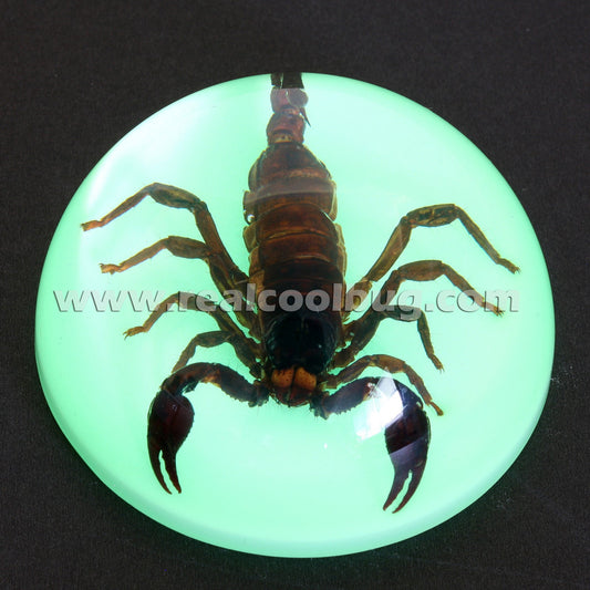 Scorpion Glow Paperweight — Pigeon Forge Gem Mine