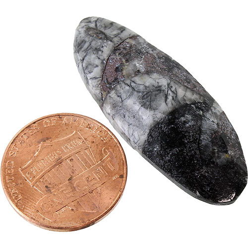 AMMONITE ORTHOS — Pigeon Forge Gem Mine