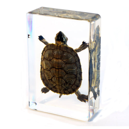 Turtle Globe — Pigeon Forge Gem Mine