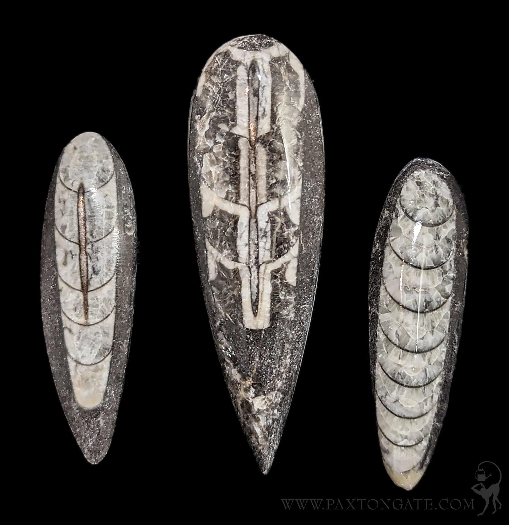 ORTHEOCERAS — Pigeon Forge Gem Mine
