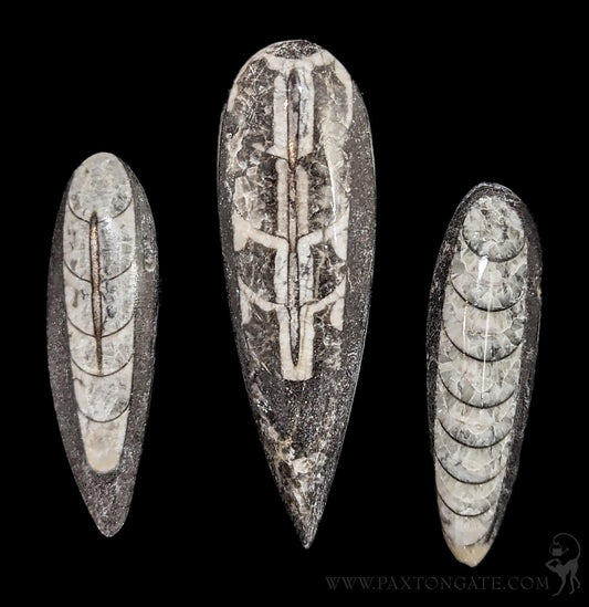 ORTHEOCERAS — Pigeon Forge Gem Mine