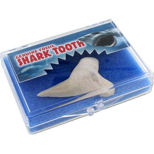 BOXED SHARKTEETH — Pigeon Forge Gem Mine