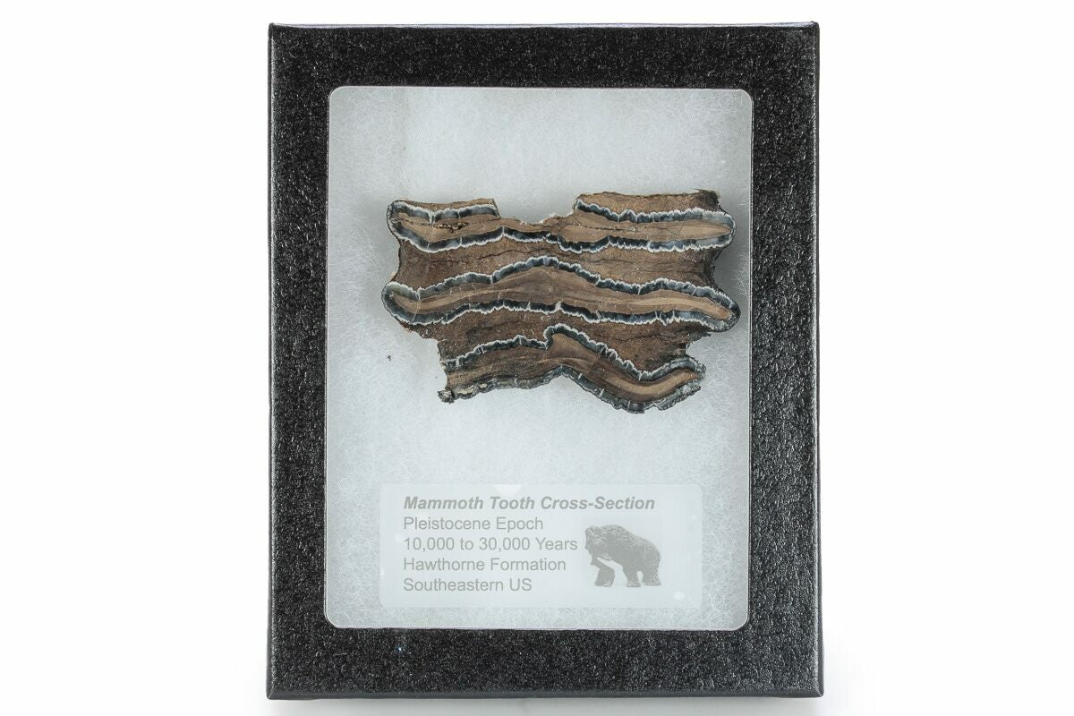 Mammoth Tooth Cross Section in Case — Pigeon Forge Gem Mine