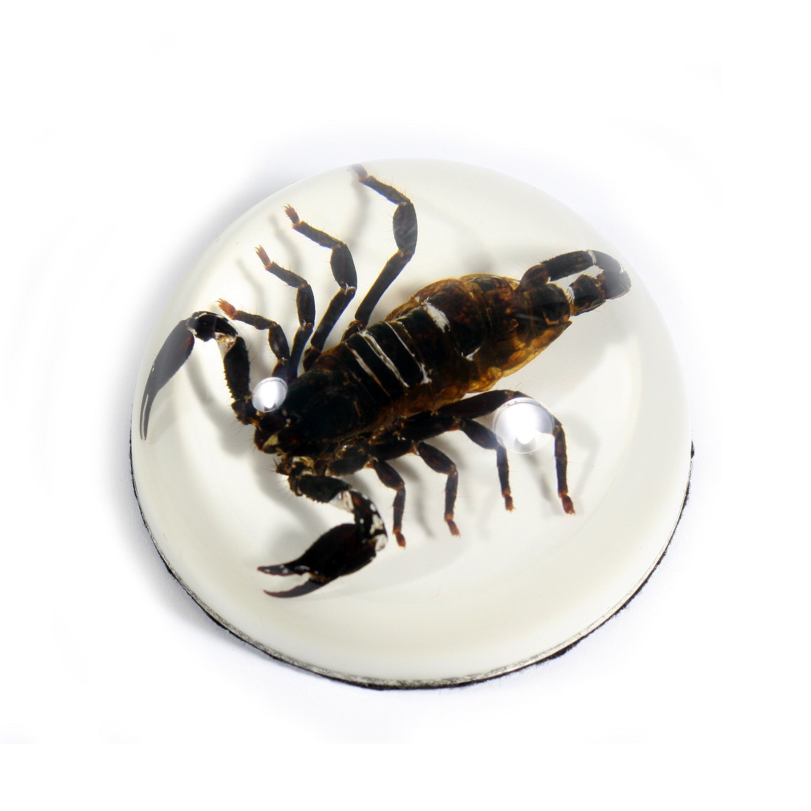 Scorpion Paperweight — Pigeon Forge Gem Mine