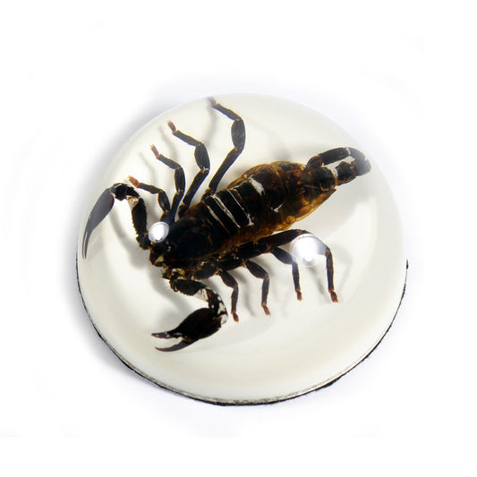 Scorpion Paperweight — Pigeon Forge Gem Mine