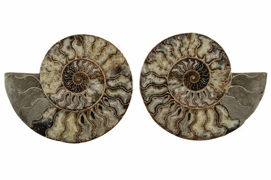AMMONITE — Pigeon Forge Gem Mine