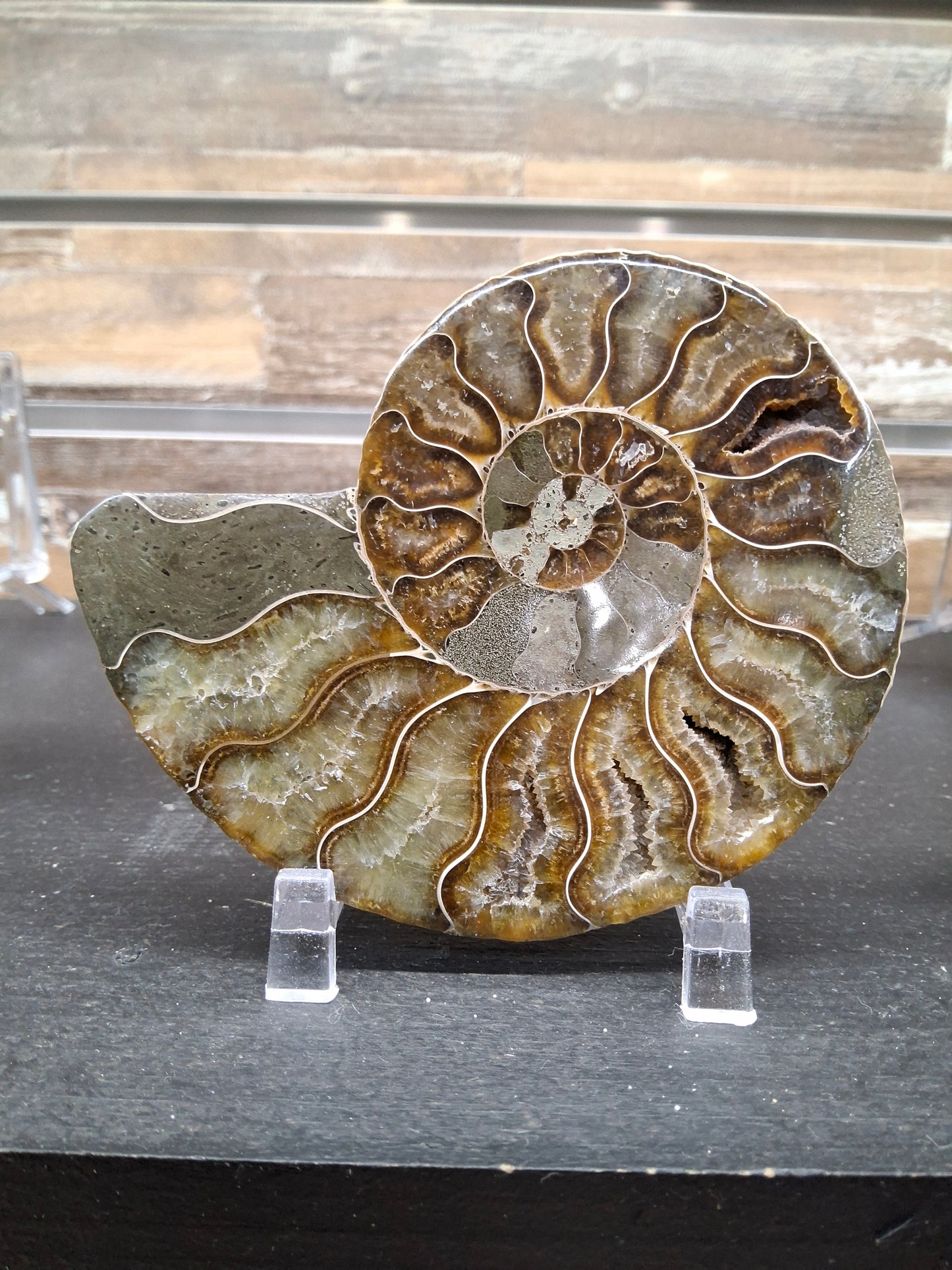 Ammonite Slice
