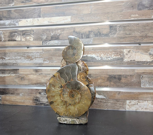 Medium Ammonite Cluster Stand