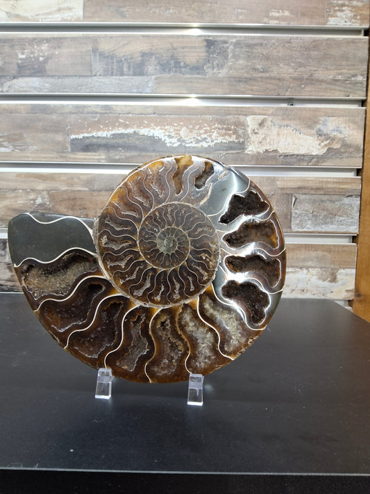 Ammonite Slice