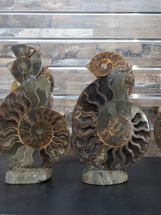 Large Ammonite Cluster Stand