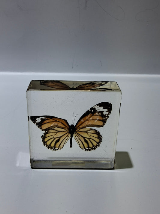 Butterfly paperweight