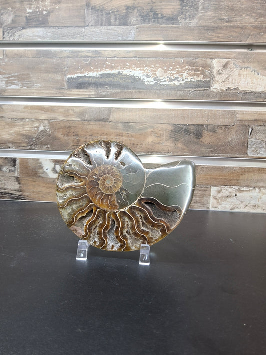 Ammonite Slice