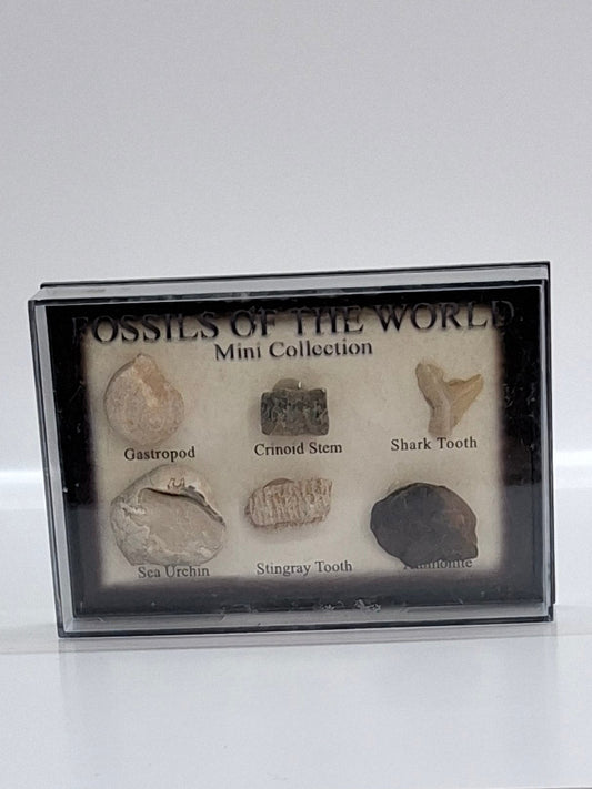 Small Fossil Collection
