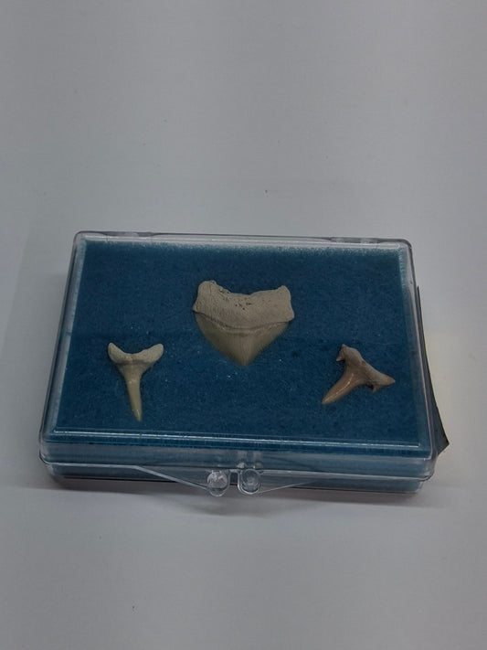 SHARK TOOTH