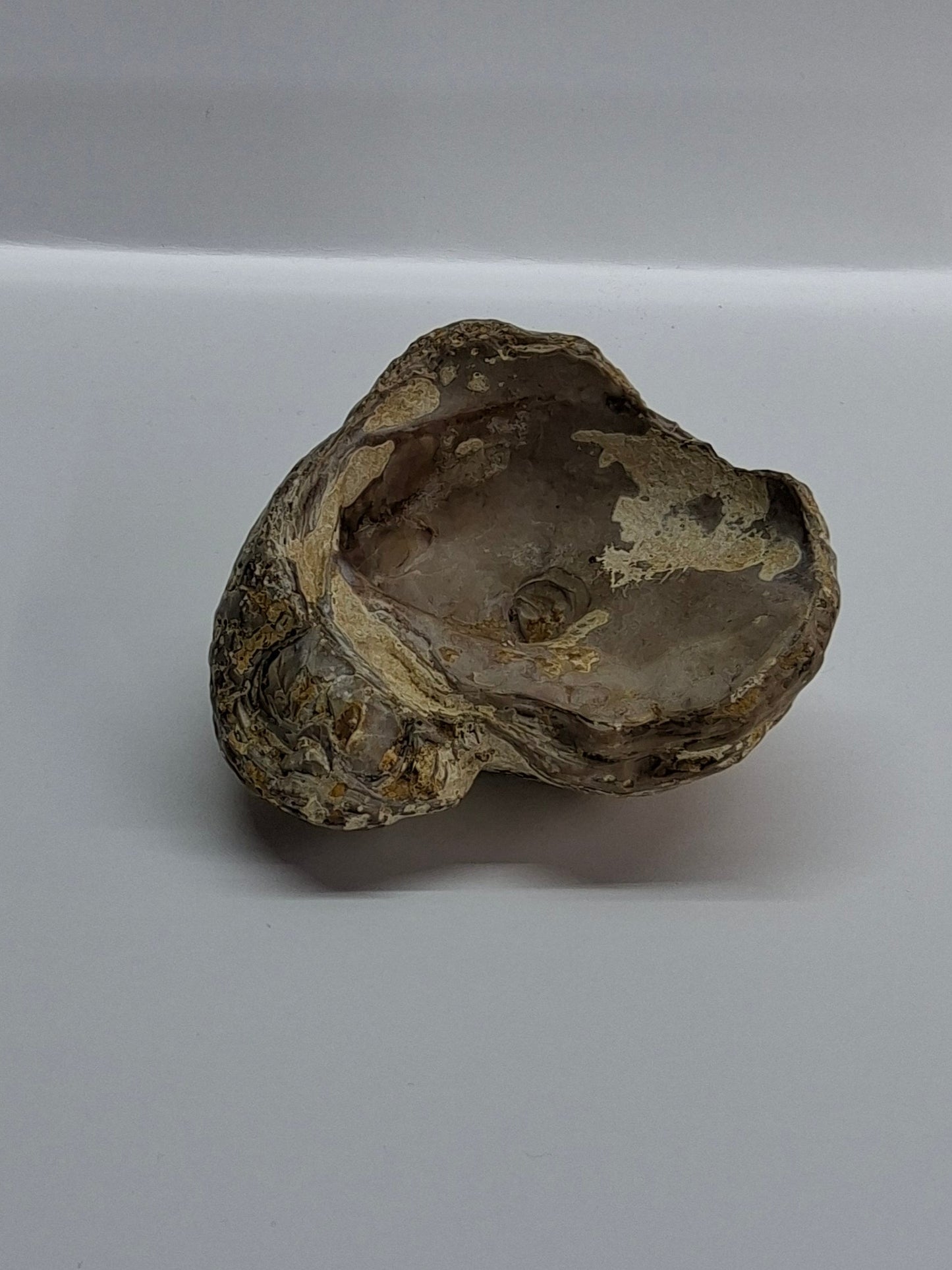 RAMSHORN OYSTER