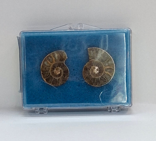 Ammonite Pair