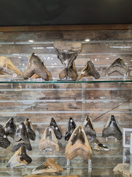 Megalodon Teeth
