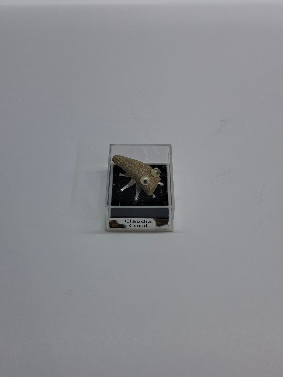 Fossil Bug