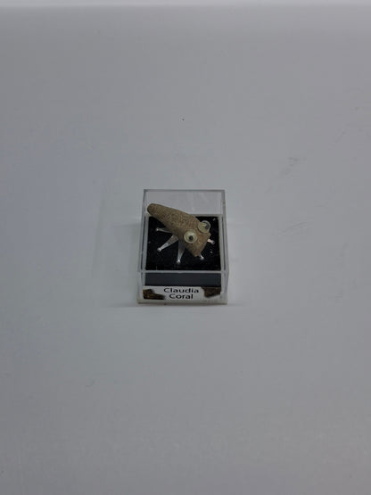 Fossil Bug