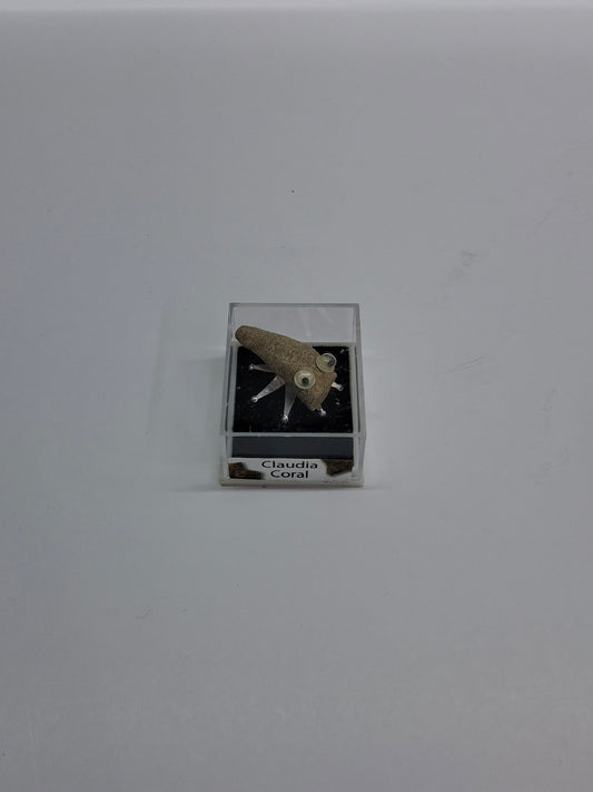 Fossil Bug