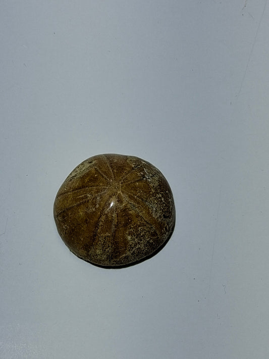 FOSSIL SAND DOLLAR