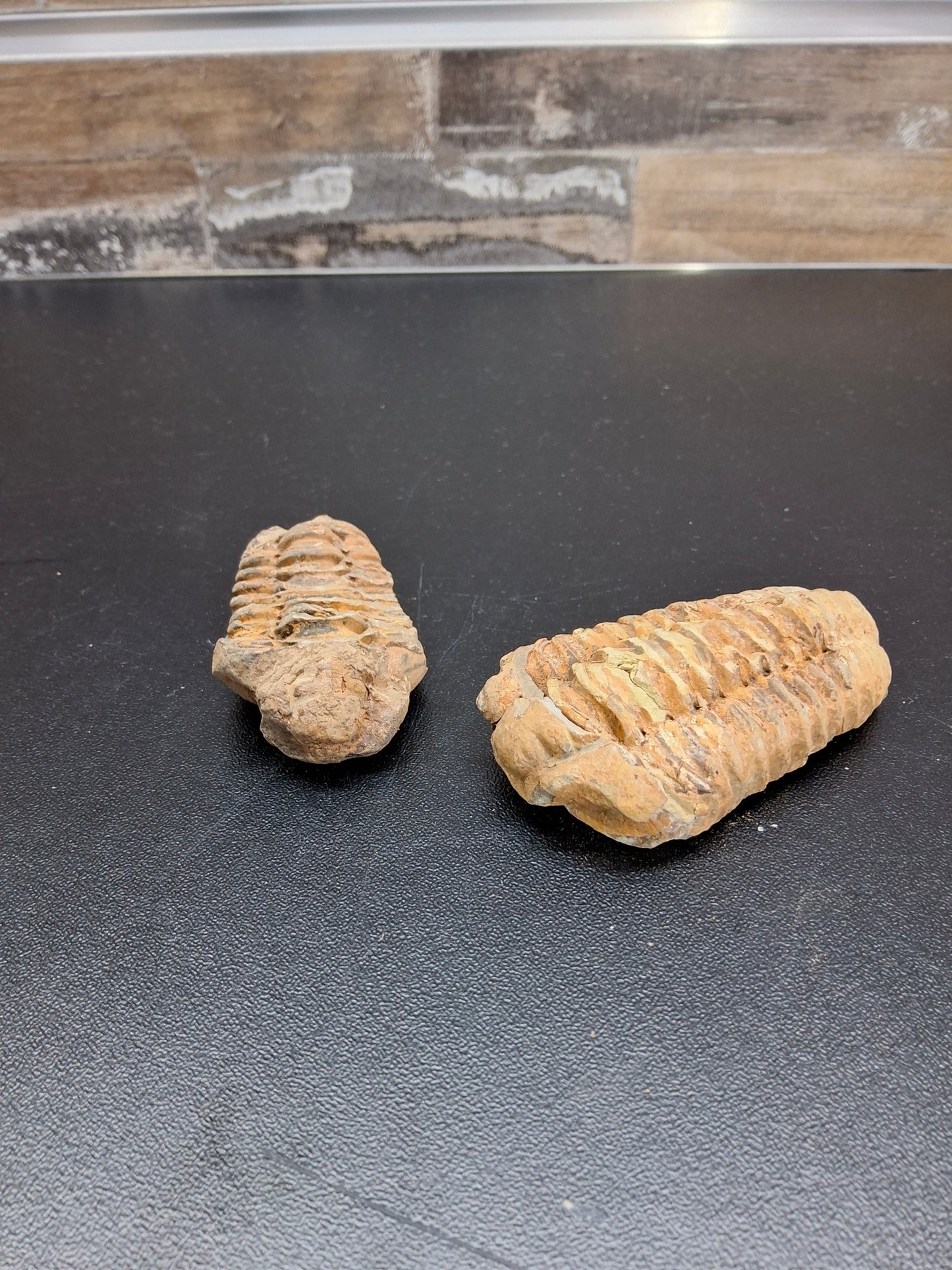 Trilobite