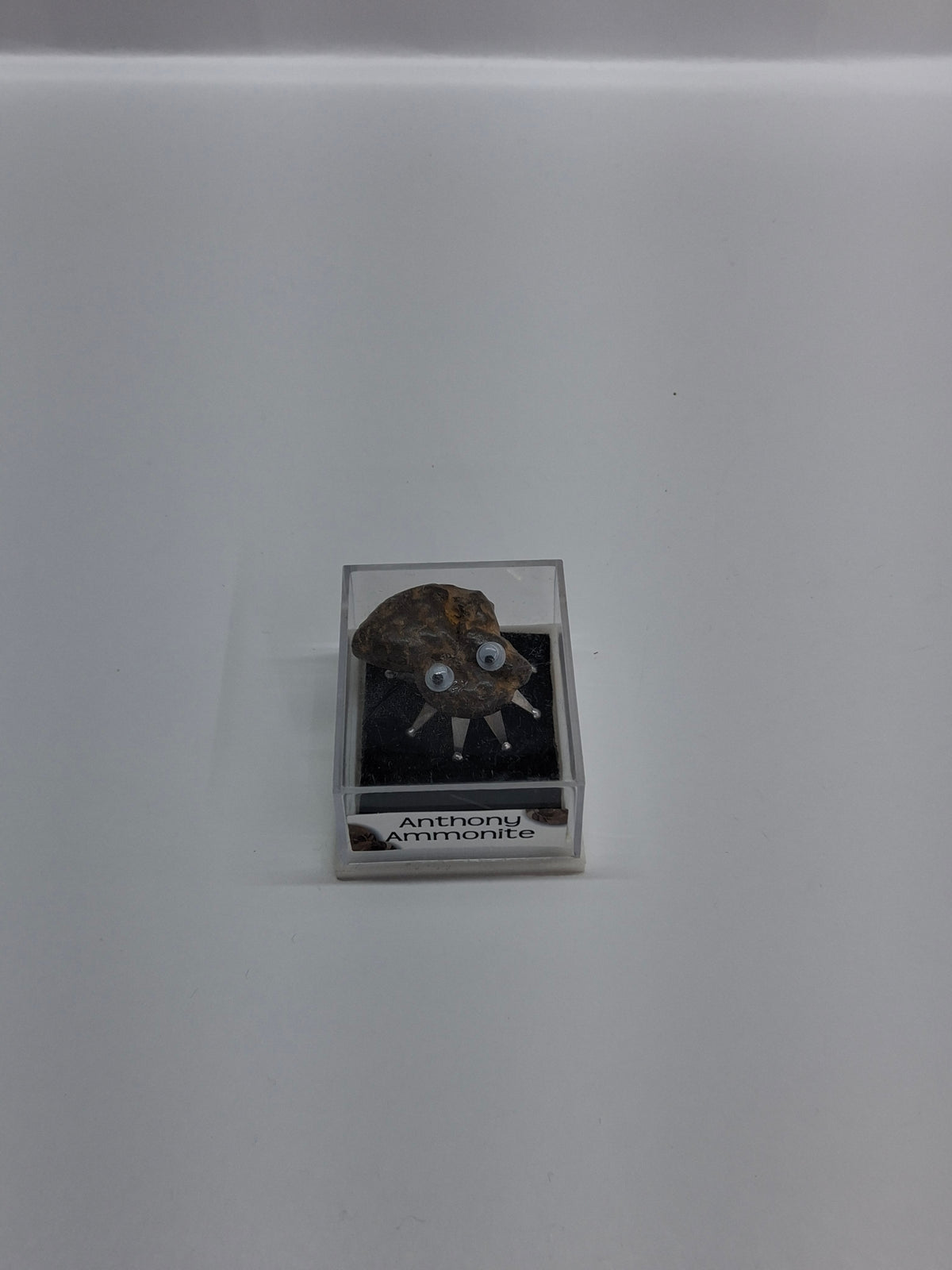 Fossil Bug