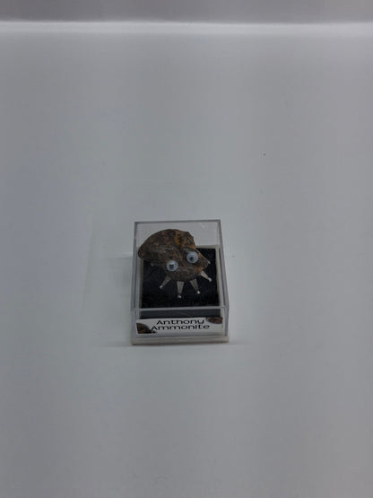 Fossil Bug