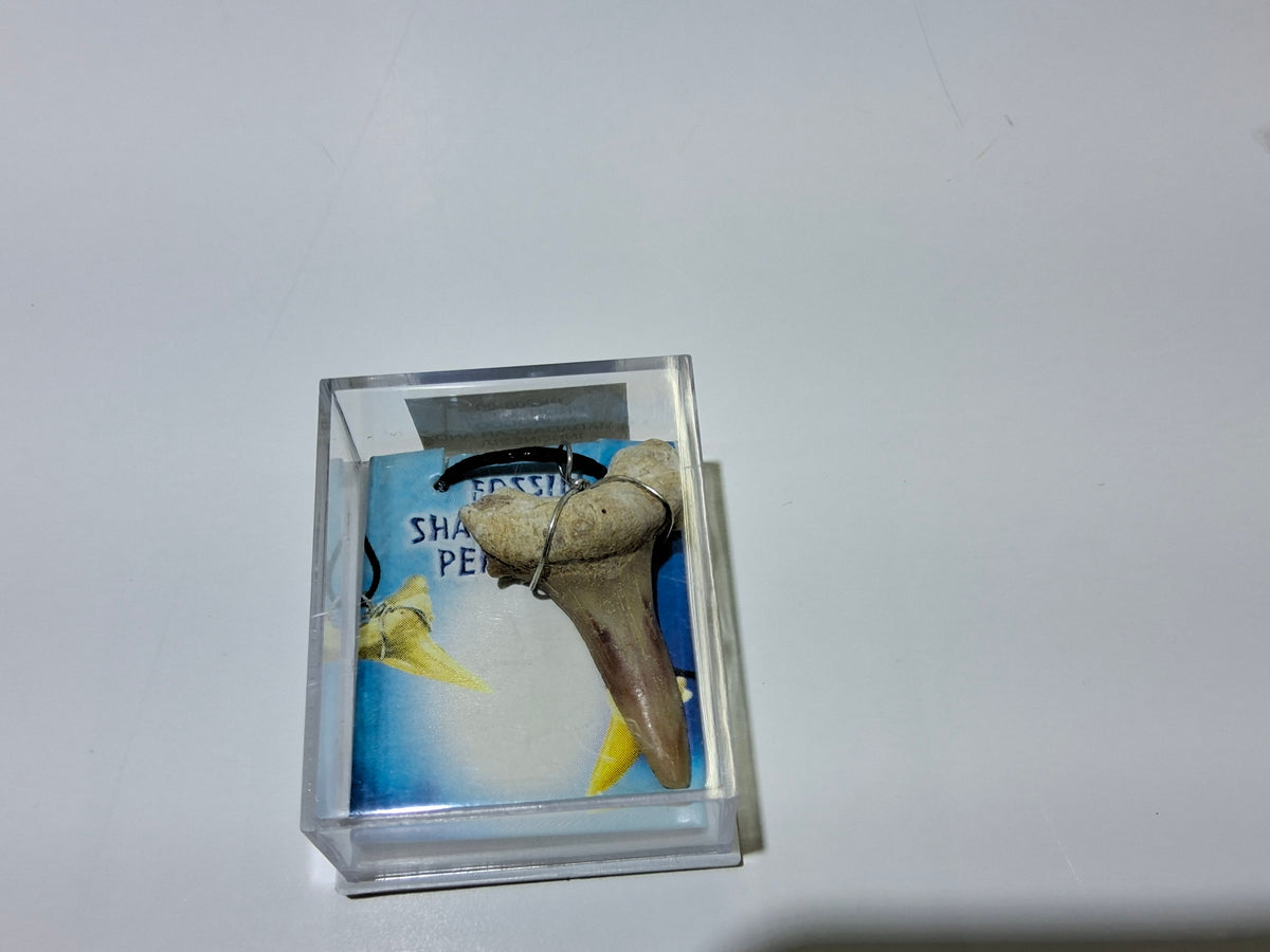 SHARK TOOTH NECKLACE